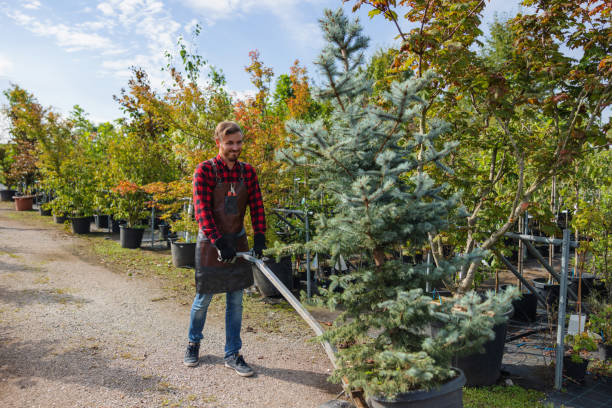 Professional Tree Removal and Landscaping Services in Wyandanch, NY